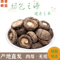 西峡香菇干货250g包邮野生椴木香菇冬菇金钱菇菌农家特产煲汤食材