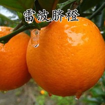 脐橙树苗 雷波脐橙 橙子苗嫁接甜橙苗当年结果南方脐橙果树苗直销