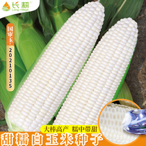 白糯白玉米种子甜糯玉米种籽四季特大高产大全耐旱玉米种孑粘甜孑