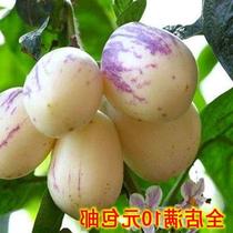 。人参果 长寿果人参果种子养生保健果蔬 南北适 特合色水果种子