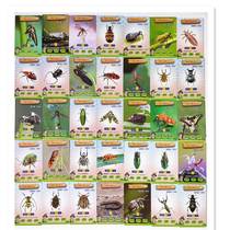 昆虫卡片全套动物图片七星瓢虫蜻蜓蜈蚣螳螂益智教具常见认知纸牌