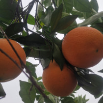 湖南怀化溆浦特产纽荷尔脐橙子大江口新鲜水果10斤（含箱）装UAXP