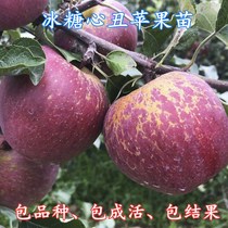 冰糖心丑苹果树苗嫁接四川云南贵州南方北方种植耐寒当年结果地栽