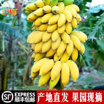 海南皇帝蕉甜香蕉新鲜树上熟自然熟小香蕉甜糯水果5斤大顺丰包邮