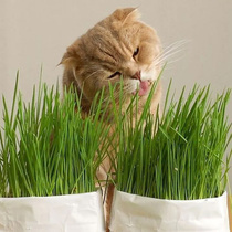 猫草种子 去毛球可选带土和盆猫草 猫薄荷狗狗可吃猫零食用品