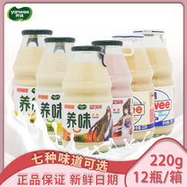 养味牛奶乳酸菌饮品儿童饮料网红甜牛奶水果味早餐奶220g*12瓶/箱