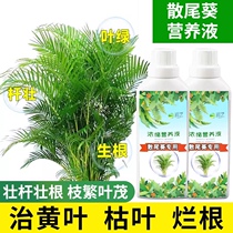 散尾葵肥料专用肥营养液凤尾竹富贵椰子室内绿植盆栽通用养花花肥
