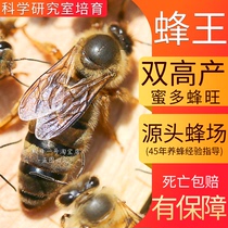 贵州黔蜂壹号中蜂蜂王活体蜜蜂蜂王笼中蜂土蜂种王一号部落高产王