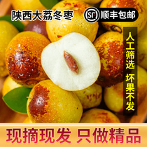 陕西大荔冬枣5斤新鲜枣子当季水果脆甜孕妇水果精品礼盒装鲜枣