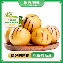 【恰好庄园】云南人参果5斤新鲜水果黄肉圆果