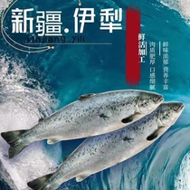 【整条国产三文鱼】冰鲜三文鱼3-7斤刺身可开片新鲜日料寿司中段
