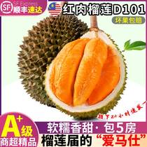 A+级精品马来西亚进口D101红肉榴莲新鲜顺丰包邮水果整个带壳整果