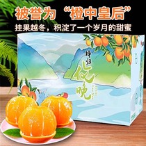 正宗伦晚脐橙彩箱5斤秭归橙子水果新鲜当季整箱果冻春橙冰糖甜橙
