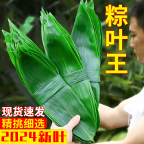 粽叶新鲜粽子叶大号现摘200片特大号包粽子的端午节专用叶子棕叶