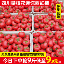 四川攀枝花水果迷你小西红柿5-9斤自然熟新鲜普罗旺斯沙瓤大番茄