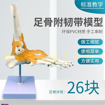 自然大脚b关节模型脚部骨骼模型脚部关节展示模型1:1自然大足