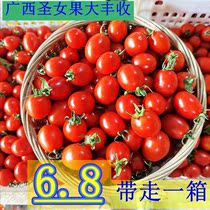 新鲜圣女果5斤现摘酸甜当季迷你小番茄西红柿孕妇宝宝水果蔬菜