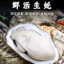 乳山生蚝鲜活5斤野生新鲜海蛎子水产特大即食生吃牡蛎带壳