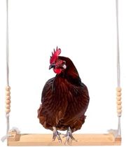 Chicken Swing Toy for hens in coop Wooden Chicken Stand Perc
