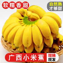 正宗广西小米蕉香蕉10斤当季新鲜水果小香蕉苹果蕉自然熟粉蕉包邮