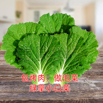 小白菜叶种子紫绿手掌烤肉包饭泡菜四季速生韩国大叶蔬菜籽莱种孑