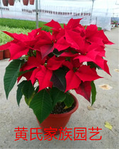 一品红圣诞红圣诞花苗盆栽绿植花卉祝贺开张节日庆典红红火火包邮