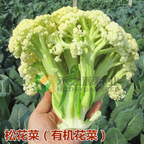 松花菜种子青梗花椰菜台湾有机花菜种籽大全春季四蔬菜孑菜苗南方