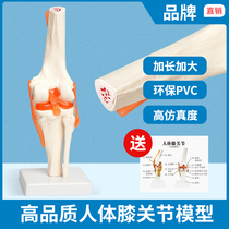 膝关节模型附韧带人体骨骼教学练习医用功能展示肩颈脊椎骨架骨科