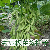 毛豆秧苗蔬菜种子高产抗病春季早熟特大青豆黄豆大豆毛豆种籽种苗