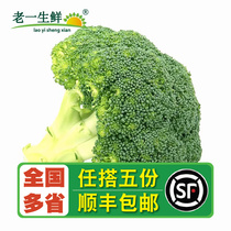 【老一生鲜】新鲜西兰花 400g西蓝花新鲜蔬菜 花椰菜