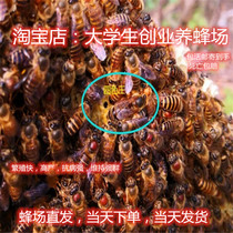 中蜂王蜜蜂群蜂王纯种王双色红背王四色阿坝王土蜂王新开产王活体