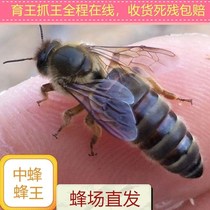 中蜂蜂王种高产黑王阿坝土蜂开产新王产卵双色杂交活体蜜蜂处女王