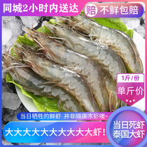 成都店 当日死虾鲜虾泰国大虾1斤约20只新鲜基围虾大明虾鲜虾海虾