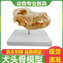 犬头骨模型仿真倒模大型狗骨头口腔牙齿标本宠物动物狼牙头骨可动