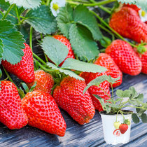盆栽奶油草莓种籽子四季种子白苗带土带盆新苗籽种食用秧批发草梅