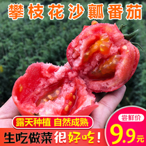 沙瓤番茄自然熟西红柿 新鲜水果生吃的蔬菜5斤包邮攀枝花米易番茄