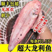 约1.5斤1条新鲜特大号龙利鱼细鳞海捕踏板鱼舌头鱼鳎目鱼刺少无冰