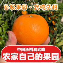 自家果园广西武鸣沃柑桔子新鲜水果包邮当季现采蜜桔橘子整箱批发