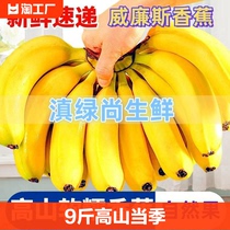 9斤高山大香蕉当季新鲜水果芭蕉香蕉香甜又好吃包邮5整箱2斤批发