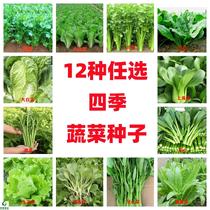 蔬菜种子大全易种四季播叶菜种子盆栽阳台原厂小袋蔬菜种子组合装