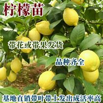 带果发货盆栽柠檬苗 香水柠檬树苗 果树苗南方北方四季常青柠檬