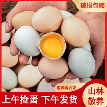 鸡蛋绿壳土鸡蛋农家散养1:4混合蛋笨柴鸡蛋孕妇乌鸡蛋40枚整箱禽