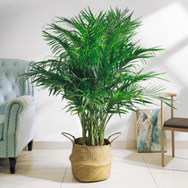 富贵椰子大型绿植盆栽室内客厅办公室好养植物四季常青除甲醛ZB