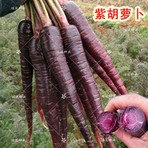 紫胡萝卜种子 紫黑色胡萝卜 抗衰老紫人参秋季播非转基因蔬菜种子