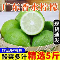 新鲜广东香水柠檬 无籽香柠檬一级果直供 奶茶店专用柠檬