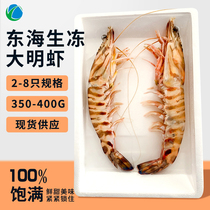 东海大明虾 鲜活冷冻大号海捕虾对虾海斑节虾竹节虾 2-8头