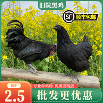 纯种旧院黑鸡种蛋受精蛋可孵化高产绿壳五黑鸡土鸡种蛋鸡苗乌骨鸡
