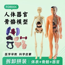 人体模型结构解剖器官内脏骨骼3D拼装医学生礼物认知教学儿童玩具
