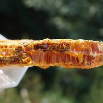 野生土蜂蜜纯天然原生态农家自产蜂蜜古法养殖木桶蜜一斤盒装