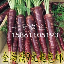 紫黑色胡萝卜种子种籽抗氧化的紫人参水果春季盆栽蔬菜种孑四季播